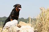 BEAUCERON 474